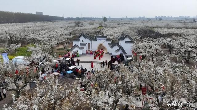 来梨乡，赴一场与春天的约会