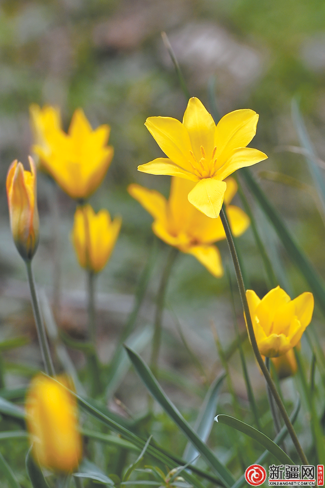 乌鲁木齐：四月春意浓 花开正当时