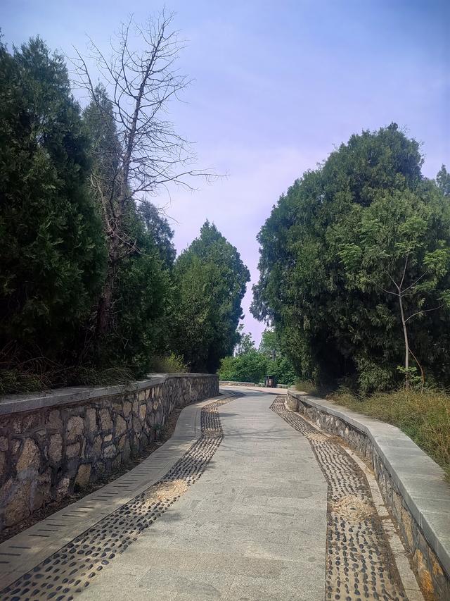 我的双城记 | 去爬山，听说山下有一棵前韩国总统栽下的树