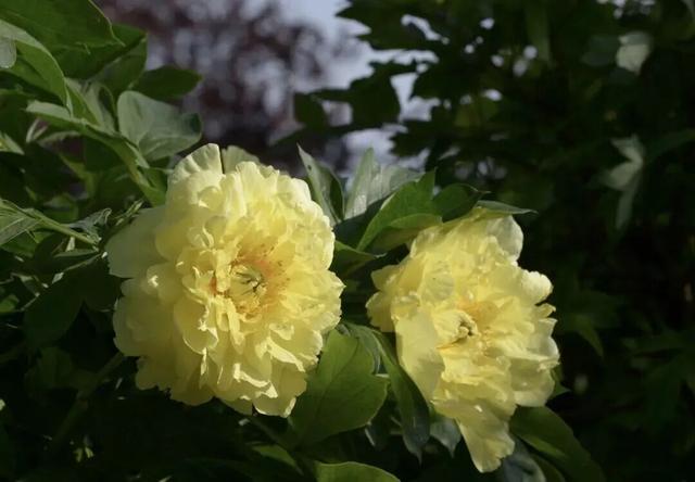 护航牡丹文化节丨黑的白的红的黄的紫的绿的蓝的