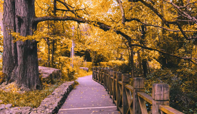 比银杏村静谧！贵州低调千年古村，被誉为“世界银杏之乡”