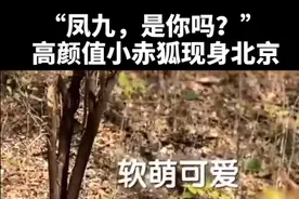 又萌又漂亮！北京朝阳一公园现高颜值小狐狸图片