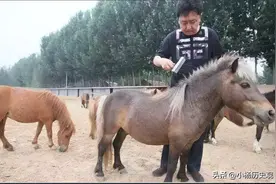 坐拥北京60亩马场，父亲是石油大佬，56岁相声皇后于谦到底有多壕图片