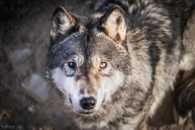 狼王调虎离山，诱导牧民误入狼窝，牧民将计就计，一举消灭狼群