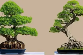 "养花人必看：玉树根茎露1/3竟成爆款？新手也能玩出高级感。图片