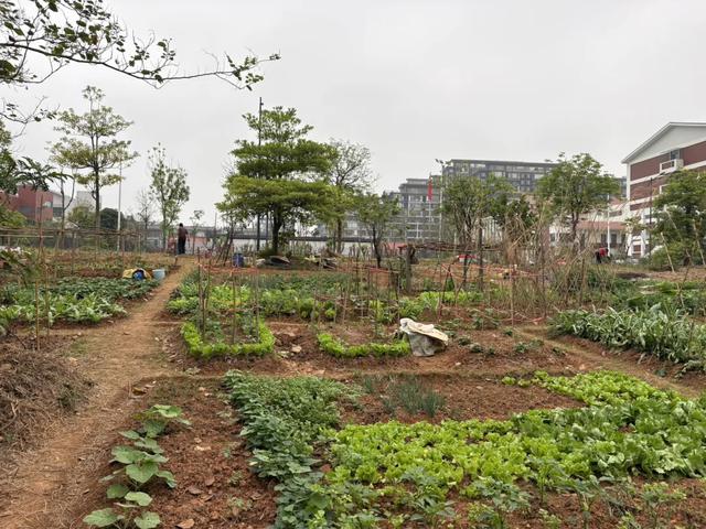 五象湖「最强景观」火了,公告成了废纸