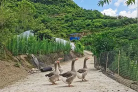 道真：林下养鹅促增收图片