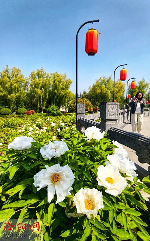 洛阳牡丹醉游人