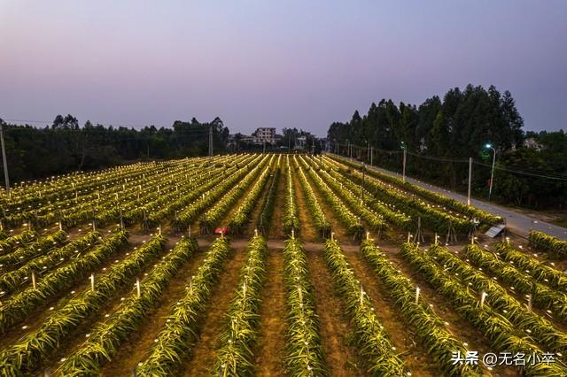 我来告诉你，广西水果自由的背后藏着多少“不可告人”的秘密