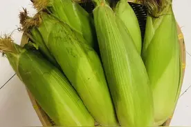 同样是玉米，“甜玉米”和“糯玉米”区别很大！很多人都搞错了图片