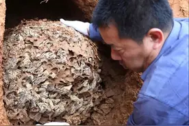 你家中是否飞来这种蚂蚁？赶快这样做，不然就会在你家造窝了图片