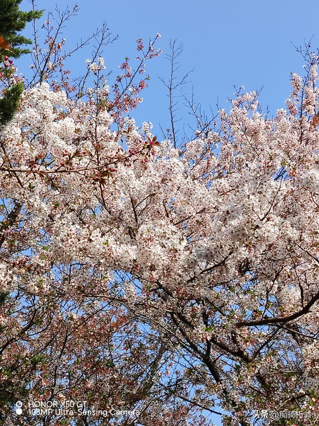 最美最妩媚，人间四月天