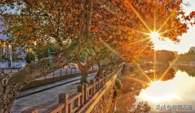 无锡市中心梧桐大道，迎来最浪漫时刻！