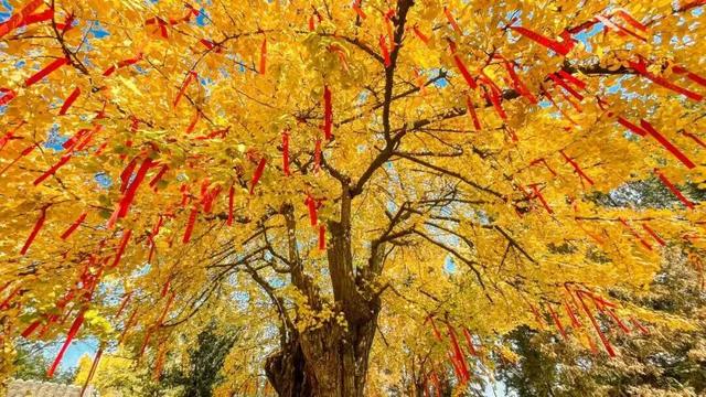 地铁直达！免费！成都20个绝美赏秋地，银杏水杉梧桐红枫限时上演！就在家门口！
