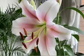 阴花不能进阳宅！这6种花“打死”也不养？家里若有，快挪走！图片