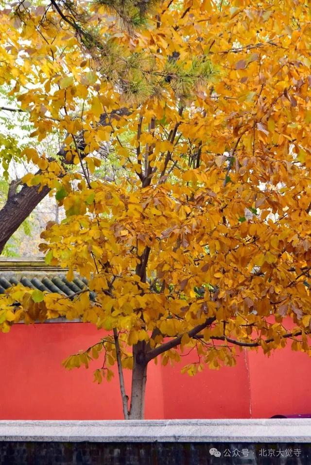 博物馆秋之旅｜本周安排！大觉寺银杏今日实况——