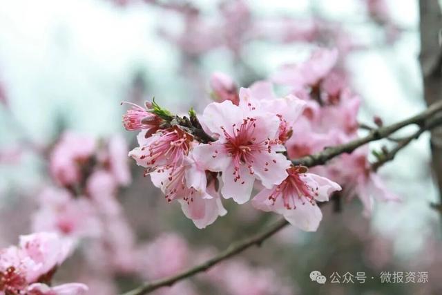 高山桃蕊绽芳华 花海映美苗乡寨——车田苗族乡黄宝村黄桃花绘就生态观赏新景致