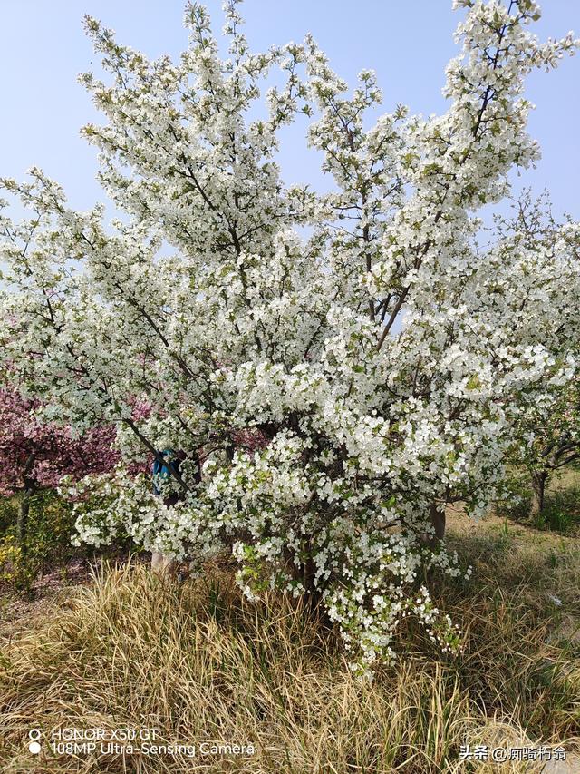 最美最妩媚，人间四月天