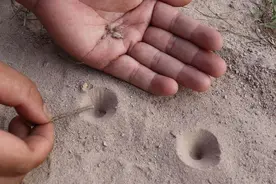 地牯牛，被誉为土坑里的“软黄金”，一只能卖10元，儿时当玩具玩图片