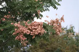 上海赏果季来了，看看这些果实你都认识吗？图片