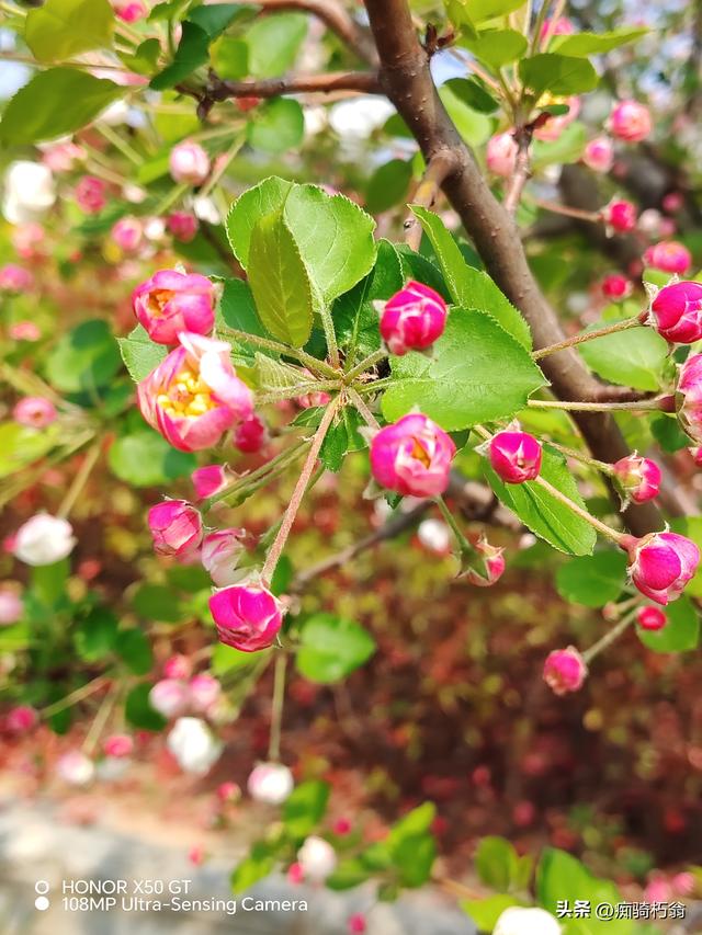 最美最妩媚，人间四月天