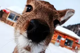 傻狍子到底有多傻？傻到这份上都没灭绝，为什么遇到人类就怂了？图片