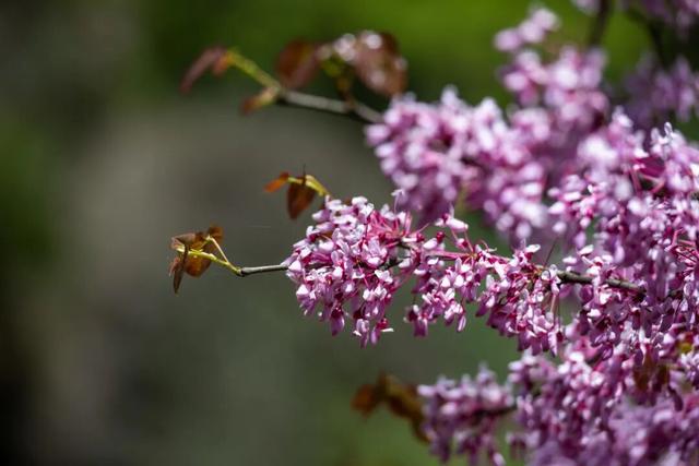 广元不远 周末优选 | 又是紫荆又是奖牌的，唐家河你成功引起了我的注意！