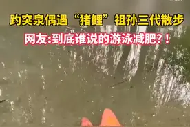 好运加加加倍！趵突泉猪鲤祖孙三代组团出游图片