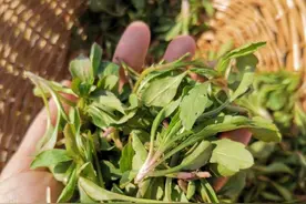 农村常见野菜却没有人喜欢，殊不知含7种氨基酸，营养很高图片