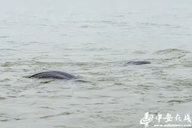 “微笑天使”水中嬉戏 长江安庆段江豚逐年增多图片