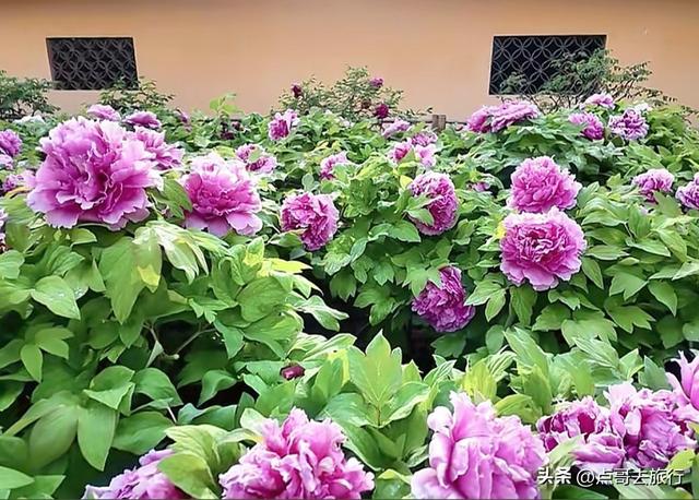 成都20000株牡丹惊艳盛放，华丽与黄墙相映，不愧是顶流赏花地！