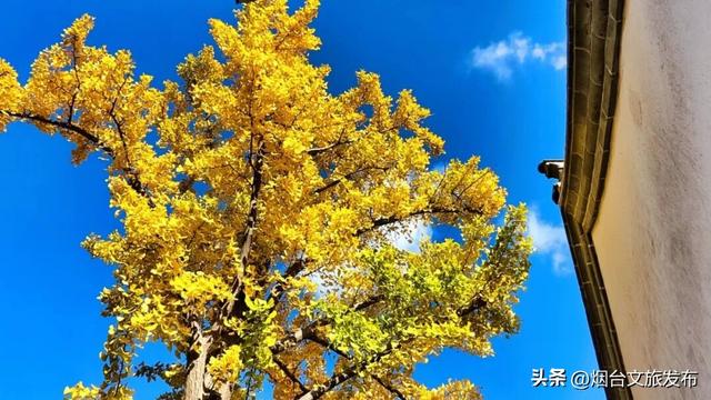 【乐游烟台】此刻的烟台蓬莱阁景区，真的太美啦！