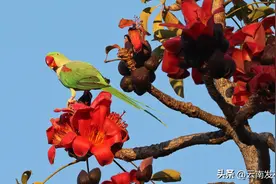 亚洲最大长尾鹦鹉首次现身保山龙陵图片