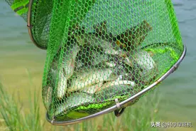 万峰湖的哭泣，被非洲鲫鱼疯狂入侵，一年繁殖3次，根本钓不完！图片