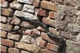 西宁惊现棕黑锦蛇引热议 专家：无毒仍在抓捕当中图片