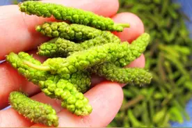 吃草不如吃花，4月遇上这3种“花”抓紧吃，鲜嫩正当时，错过可惜图片