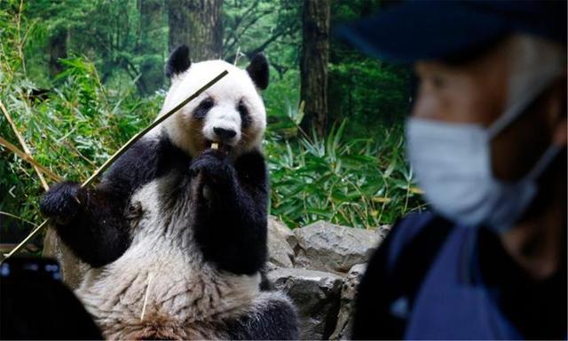 50年来头一回，中方误判日本？高市政府通知中国	，大熊猫提前归国