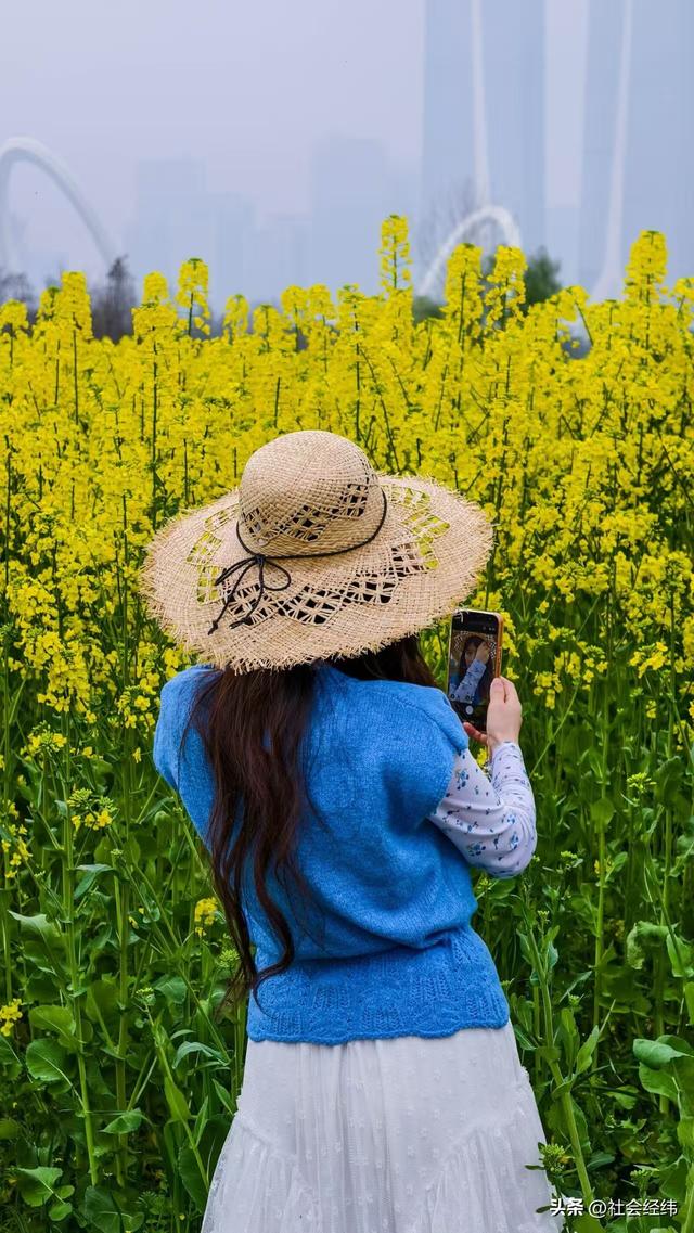 江心洲繁花似锦，油菜花海绘就春日油画
