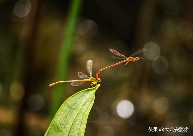 六安：丹桂飘香瓜果甜 山水美景等你来