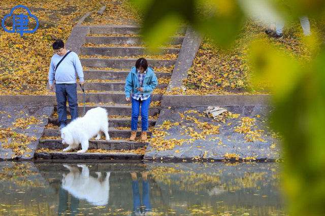 津渡秋色染金画，天津一公园迎来高光时刻！