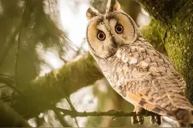 “家有四声叫，不是好征兆”，听着就不讨喜，是哪四声呢？图片