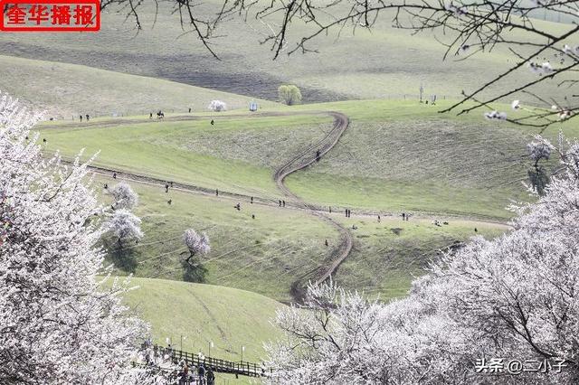 新疆伊犁：那拉提杏花绽放在山谷