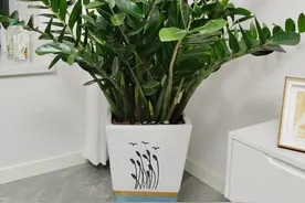 别再被骗了，金钱树就是一种“坑人花”，4个缺点太无奈图片