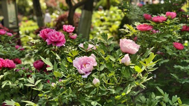 一天近4万人涌入！常州这座免费公园火了