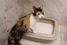 猫砂多久换一次才科学？90%的铲屎官都误解了，看看你中了没有？图片