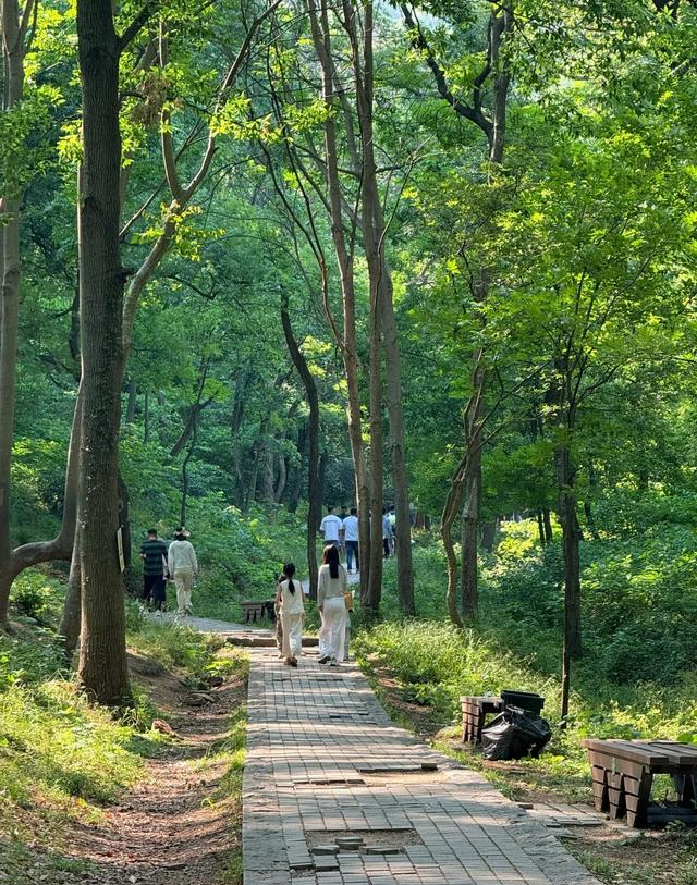 华东超大 “天然氧吧” 免费开放！南京这个森林公园藏不住了