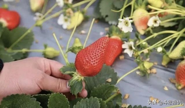 樱漫吴兴·春约古城：正定古城樱花小镇第九届樱花季盛大启幕