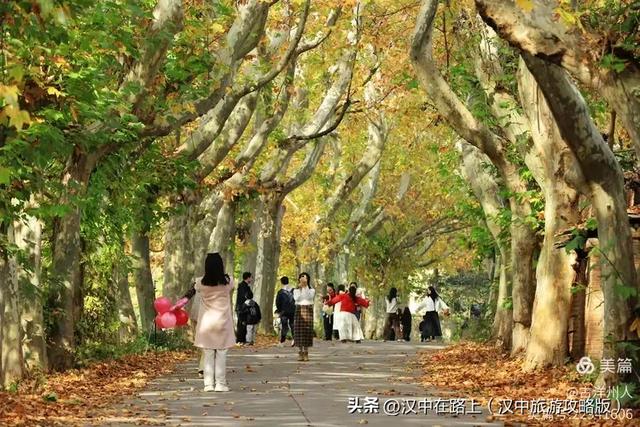 汉中老厂区的梧桐大道，太火了！