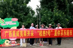 国产夏威夷果采收季开启：产量百万吨超去年迎丰收 国产化让价格从百元降至十几元图片
