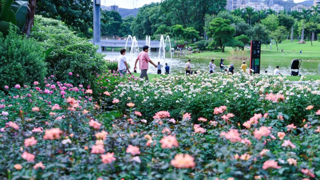 2026深圳国际月季文化年，精彩不打烊！